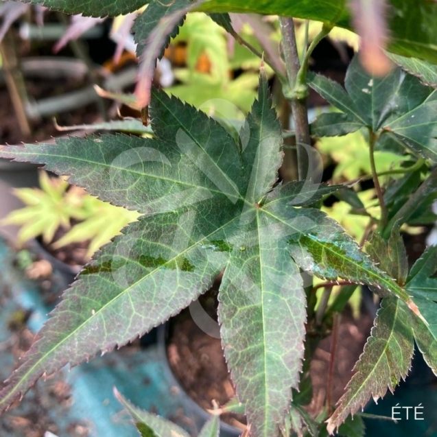 Acer palmatum 'Rhode Island Red' - Érable du Japon