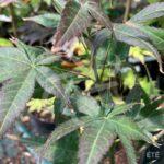 Acer palmatum 'Rhode Island Red' - Érable du Japon