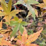 Acer palmatum 'Shin deshōjo' - Érable du Japon
