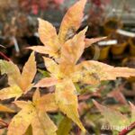 Acer palmatum 'Shin deshōjo' - Érable du Japon