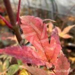 Acer palmatum 'Shin deshōjo' - Érable du Japon