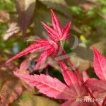 Acer palmatum 'Shin deshōjo' - Érable du Japon