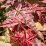 Acer palmatum 'Shin deshōjo' - Érable du Japon