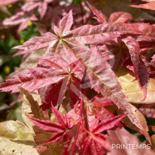 Acer palmatum 'Shin deshōjo' - Érable du Japon