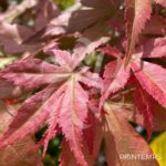 Acer palmatum 'Shin deshōjo' - Érable du Japon