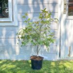 Acer palmatum 'Shin deshōjo' - Érable du Japon