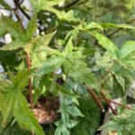 Acer palmatum 'Shin deshōjo' - Érable du Japon