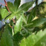 Acer palmatum 'Shin deshōjo' - Érable du Japon