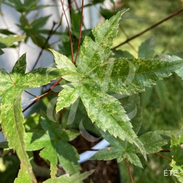 Acer palmatum 'Shin deshōjo' - Érable du Japon