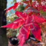 Acer palmatum 'Wendy' - Érable du Japon