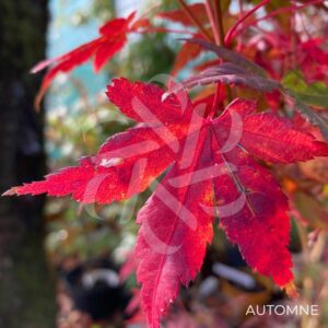 Acer palmatum 'Wendy' - Érable du Japon