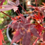 Acer palmatum 'Wendy' - Érable du Japon