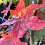 Acer palmatum 'Wendy' - Érable du Japon