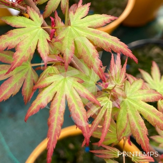 Acer palmatum 'Wendy' - Érable du Japon