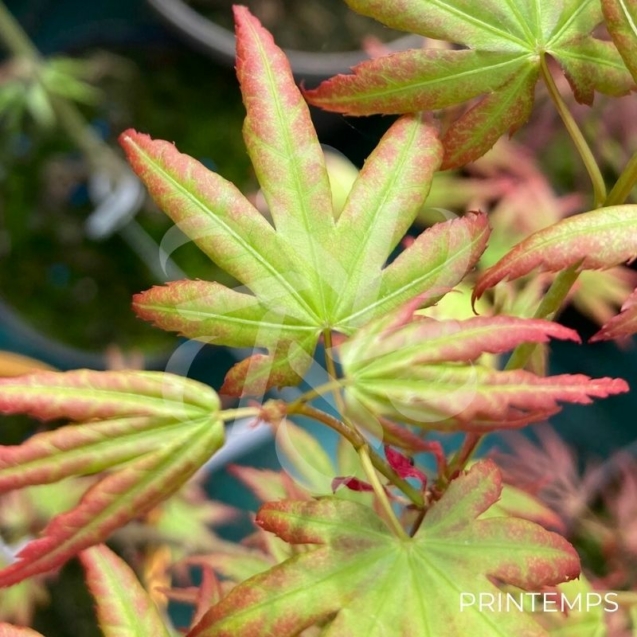 Acer palmatum 'Wendy' - Érable du Japon