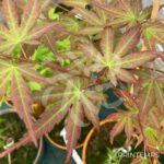 Acer palmatum 'Wendy' - Érable du Japon