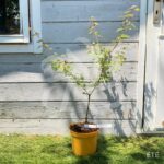 Acer palmatum 'Wendy' - Érable du Japon