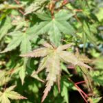 Acer palmatum 'Wendy' - Érable du Japon