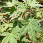 Acer palmatum 'Wendy' - Érable du Japon