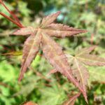 Acer palmatum 'Wendy' - Érable du Japon