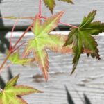 Acer palmatum 'Wendy' - Érable du Japon