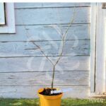 Acer palmatum 'Wendy' - Érable du Japon