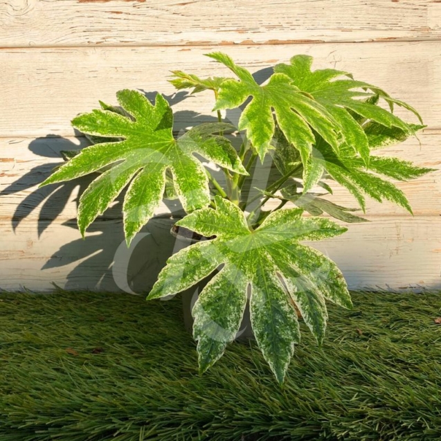 Fatsia Japonica 'Spider's Web - Faux-aralia panaché