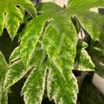 Fatsia Japonica 'Spider's Web - Faux-aralia panaché
