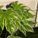Fatsia Japonica 'Spider's Web - Faux-aralia panaché