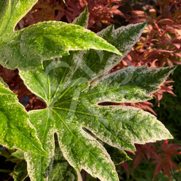 Fatsia Japonica 'Spider's Web - Faux-aralia panaché