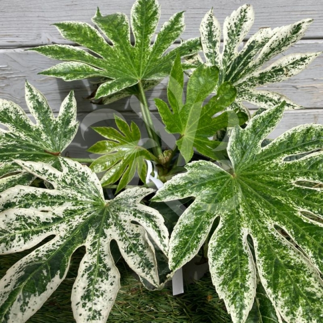 Fatsia Japonica 'Spider's Web - Faux-aralia panaché