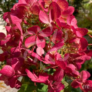 Hydrangea paniculata 'Diamant Rouge' - Hortensia