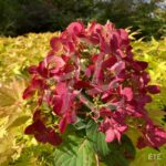 Hydrangea paniculata 'Diamant Rouge' - Hortensia