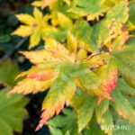 Acer japonicum 'Charlotte Helene - Érable du Japon