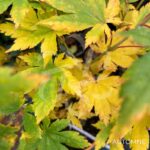 Acer japonicum 'Charlotte Helene - Érable du Japon