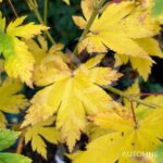 Acer japonicum 'Charlotte Helene - Érable du Japon