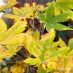 Acer japonicum 'Charlotte Helene - Érable du Japon