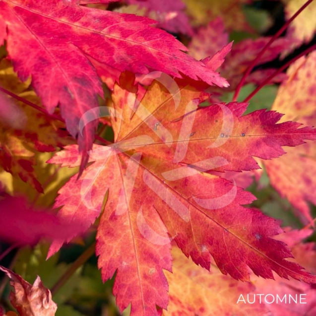 Acer japonicum 'Charlotte Helene - Érable du Japon