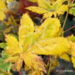 Acer japonicum 'Charlotte Helene - Érable du Japon