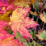 Acer japonicum 'Charlotte Helene - Érable du Japon
