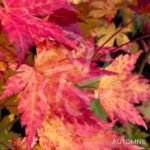 Acer japonicum 'Charlotte Helene - Érable du Japon