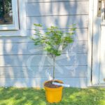 Acer japonicum 'Charlotte Helene - Érable du Japon