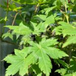 Acer japonicum 'Charlotte Helene - Érable du Japon