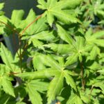 Acer japonicum 'Charlotte Helene - Érable du Japon