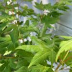 Acer japonicum 'Charlotte Helene - Érable du Japon