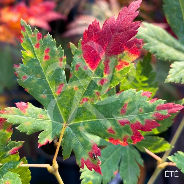 Acer japonicum 'Charlotte Helene - Érable du Japon