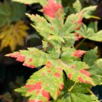 Acer japonicum 'Charlotte Helene - Érable du Japon
