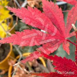 Acer palmatum 'Chitose Yama' - Érable du Japon