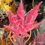 Acer palmatum 'Chitose Yama' - Érable du Japon