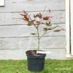 Acer palmatum 'Chitose Yama' - Érable du Japon